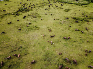 Country Side in Moa Island, Maluku Barat Daya Regency, Indonesia