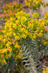 Macrophotographie de fleur sauvage - Euphorbe de Corse - Euphorbia myrsinites