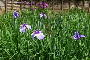 日本庭園で咲く紫色の花菖蒲の風景