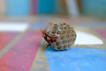 Insect Photography. Photo of wasp swarming their nest which has fallen to the floor in Bandung City - Indonesia