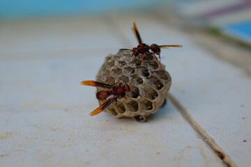 Insect Photography. Photo of wasp swarming their nest which has fallen to the floor in Bandung City - Indonesia