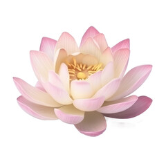 lotus flower isolated on white