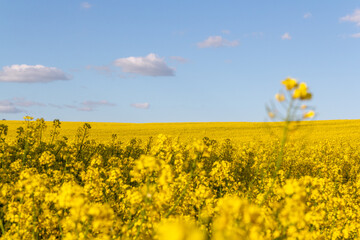 Obraz premium Field of yellow flowers with blue sky and white clouds.