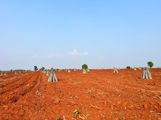 Plots prepared for planting cassava in Thailand
