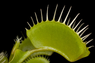 Venus flytrap Dionaea muscipula - detail of a leaf