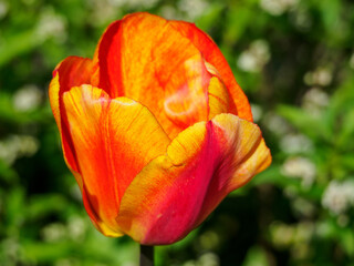Frühling im Garten