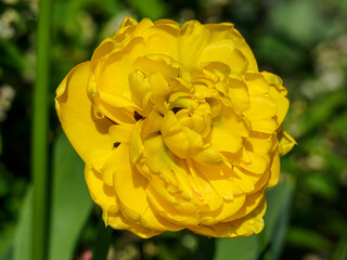 Frühling im Garten