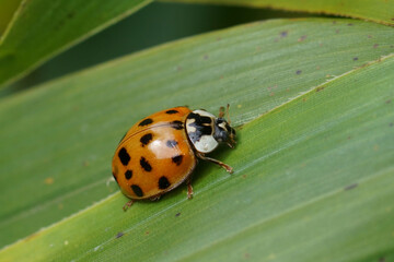 Closeup on the invasive harlequin, multicoloured or Asian lady beetle, Harmonia axiridis sitting on a green leaf