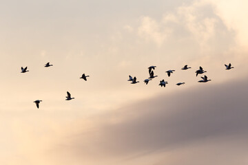 Fototapeta premium Selective focus view of flock of snow geese in flight seen in silhouette against a pastel pink sky with a band of clouds at sunrise, Quebec City, Quebec, Canada
