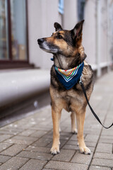 A dog with a colored bandana around his neck. The dog is waiting for the owner near the store.
