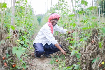 Indian farmer holding tomato in hands, happy farmer