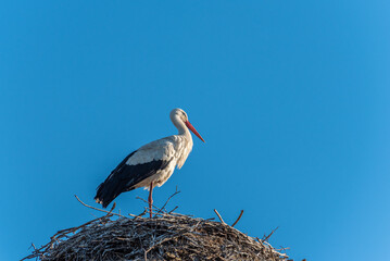 Stork in a nest against a blue sky background.