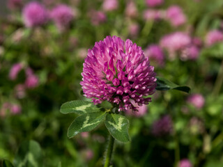 アカツメクサの赤い花