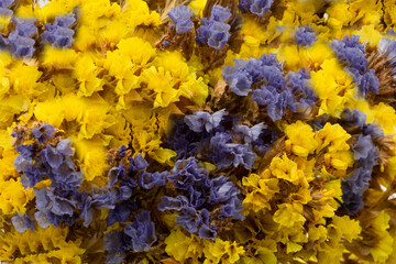 yellow and blue flowers