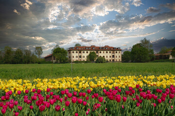 Obraz premium casolare con tulipani