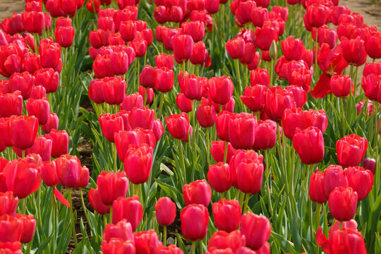 campo di tulipani rossi