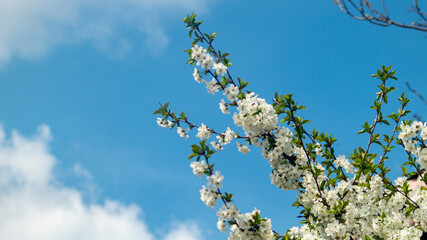 The white blossom of a cherry tree on the background of white clouds. Spring flower trees. Flower tree on the background of the sky.