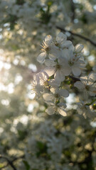 White cherry blossom. The flower of a tree in the rays of the sun. Spring blossom trees. Flowers in spring