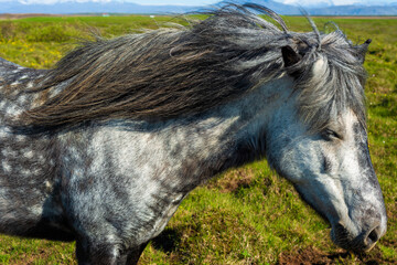 Gray horse on the farm in Iceland