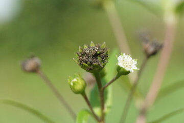 Eclipta alba (Urang-aring, false daisy, false daisy, yerba de tago, Karisalankanni, bhringraj) with natural background. this plant is a species of plant in the sunflower family.