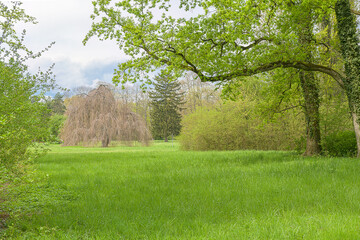 green, spring, meadow, bushes, trees, city park, worms, germany