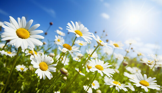 Beautiful spring background with blooming chamomile and a blue sky, on a sunny day. © Zoe K.