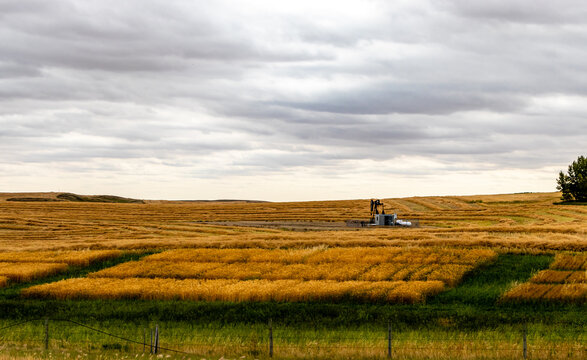 Iron horse in a wheat field. Kneehill, Alberta, Canada