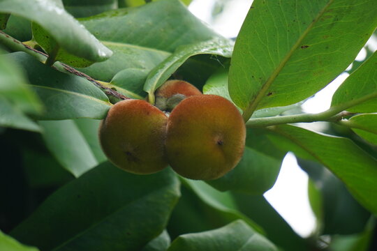 Diospyros blancoi (Also known Diospyros discolor, velvet apple, velvet, sembolo, buah mentega). It produces soft fruit, creamy, pink flesh, with a taste and aroma comparable to peaches