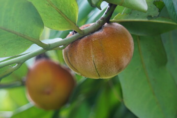 Diospyros blancoi (Also known Diospyros discolor, velvet apple, velvet, sembolo, buah mentega). It produces soft fruit, creamy, pink flesh, with a taste and aroma comparable to peaches