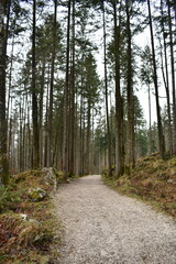 Wald-Berchtesgaden-Alpen-Deutschland-Bäume