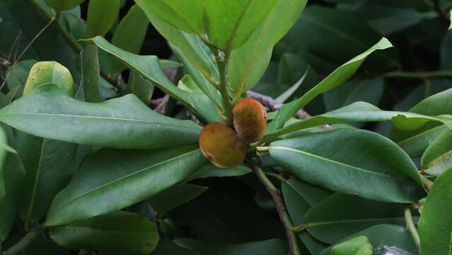 Diospyros blancoi (Also known Diospyros discolor, velvet apple, velvet, sembolo, buah mentega). It produces soft fruit, creamy, pink flesh, with a taste and aroma comparable to peaches