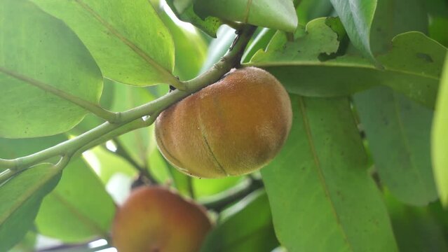Diospyros blancoi (Also known Diospyros discolor, velvet apple, velvet, sembolo, buah mentega). It produces soft fruit, creamy, pink flesh, with a taste and aroma comparable to peaches