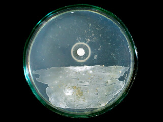 Fototapeta premium Petri dish isolate with bacterial colonies and antibiotic test, petri dish on black background.