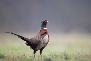 Common pheasant Phasianus colchius Ring-necked pheasant in natural habitat, grassland in early spring