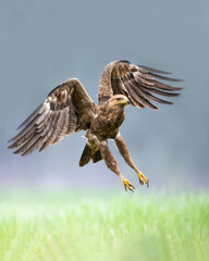 Birds of prey - Lesser Spotted Eagle Aquila pomarina , hunting time, flying bird