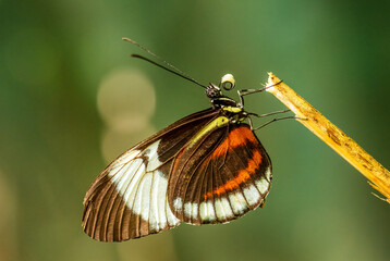 Cydno Longwing - Heliconius cydno, beautiful colored tropical butterfly from Central and Latin America woodlands, meadows and gardens, Panama.