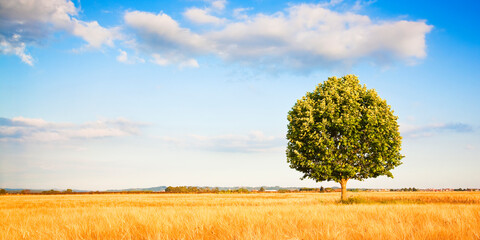Green lone tree against a clear sky in a tuscany wheat field - (Italy) - Image with copy space