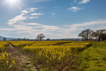 Fototapeta premium A view over a field of oilseed rape crops, in rural Sussex