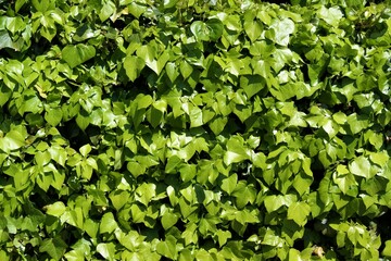 Fototapeta na wymiar Background from the leaves of a decorative bush.