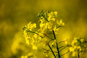 A vibrant yellow rapeseed flower, with a shallow depth of field