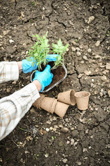 Planting small tomatoes into separate bowls