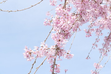 岐阜県　池田町　湯華の郷付近の春の風景