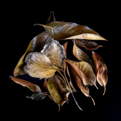 Dry Magnolia Leaf, Autumn