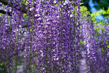 三大神社の藤・砂擦りの藤（滋賀県草津市）