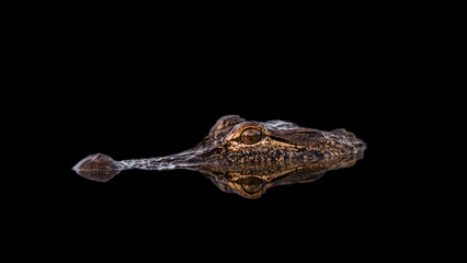 The American Alligator Reflection in Pond