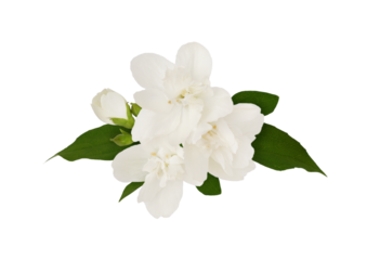 Jasmine flowers and leaves in a floral arrangement isolated on white or transparent background