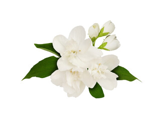 Obraz na płótnie Canvas Jasmine flowers and leaves in a floral arrangement isolated on white or transparent background