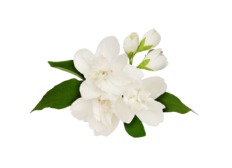 Jasmine flowers and leaves in a floral arrangement isolated on white or transparent background