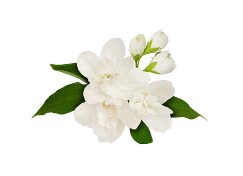 Jasmine flowers and leaves in a floral arrangement isolated on white or transparent background