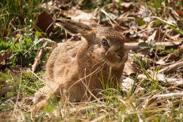 junger Feldhase